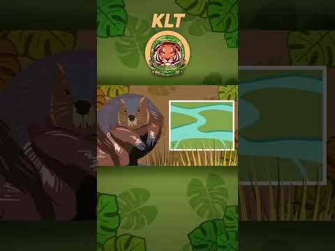 Beavers Build Dams! | Animal Songs For Kids | KLT WILD #shorts