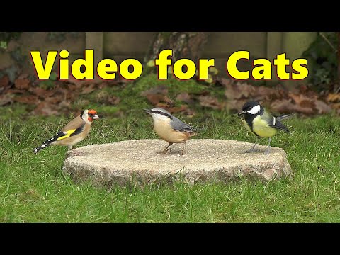 Videos for Cats to Love  ~ Birds From A Cats Perspective