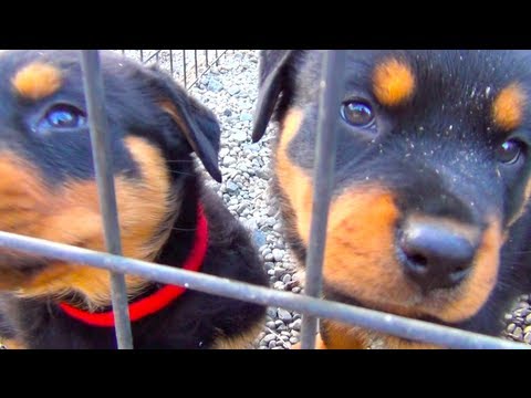 Cute Rottweiler Puppies