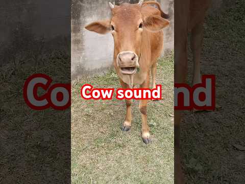 cow sound