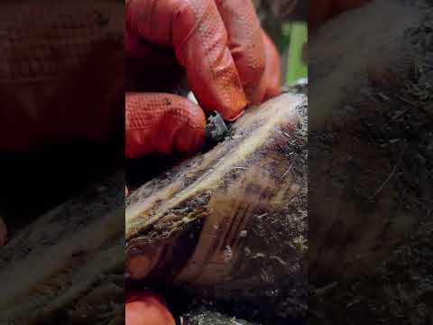 pulling a CHUNK OF METAL from a cow's SHOE!!! #hooftrimming #hooftrimmer #hoofcare #satisfying