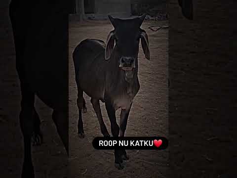 Roop nu katku♥️ #kankrejcowbreed #kankrejcow