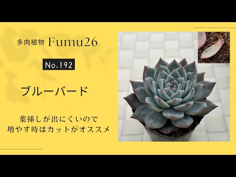 【多肉植物】カルス化について ブルーバードの葉挿しはコブになりやすい？