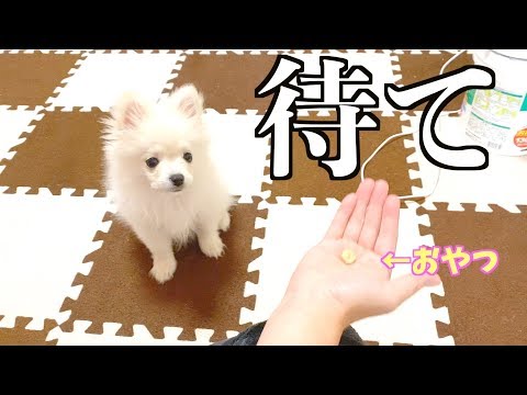 【子犬のしつけ】生後3ヶ月の子犬 待て できるかな！？ ぽこあぽこ