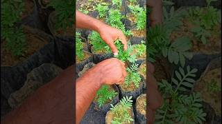 How to grow marigold cutting #garden #plantation #flowers #shorts