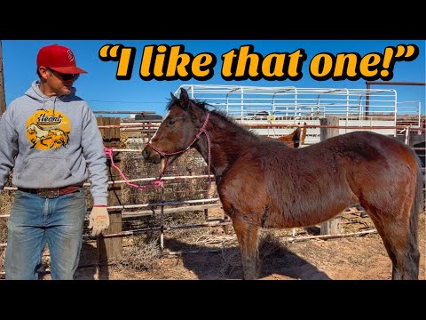 SURE FOOTED horses | Foals for SALE??