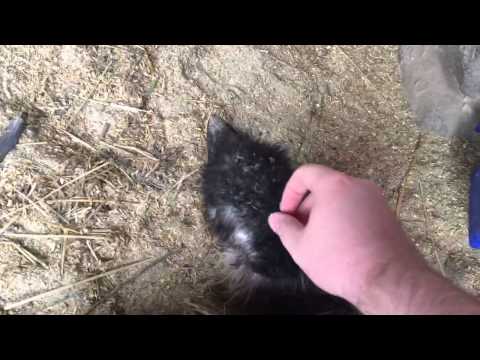 Petting an emu