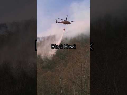 Black Hawk #blackhawk #fire #forest #shorts #reels #romania #mountains #europe #discoverromania