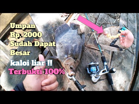 UMPAN INI KALAU MAU DAPAT IKAN GURAME LIAR || CARA MANCING GURAME || MANCING KALUI SUNGAI #037