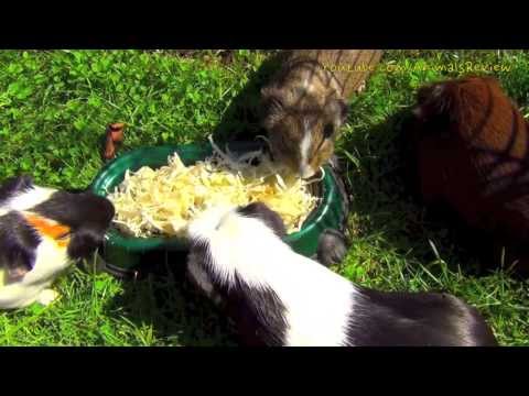 My Guinea Pigs Eating Shredded Cabbage