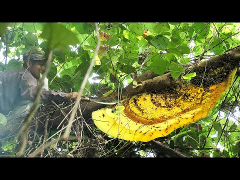 Life-Risking Challenge! Man Harvests Honey Bare-Handed at the Top of a Tree!