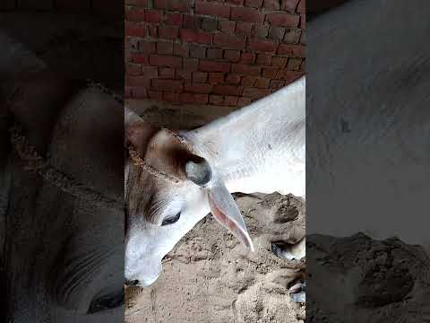 hmari cow short video like subscribe kr dena plz 🐄