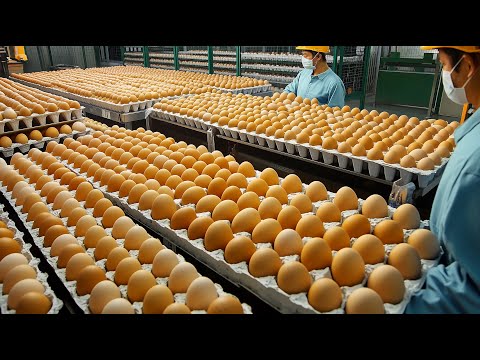 The process of grazing and raising millions of chickens for healthy eggs