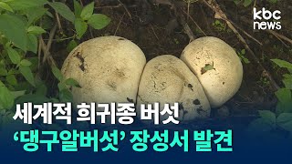 장성에서 세계적 희귀종 '댕구알버섯' 발견..암세포 억제 효능