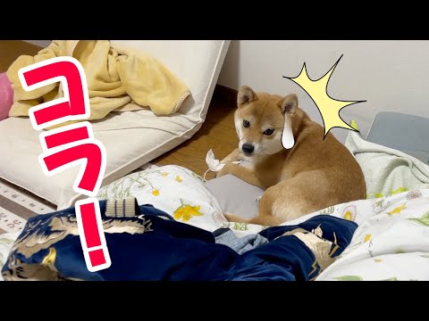 いたずらを見つかって逃亡！ポリポリヘルシーおやつ　切り干し大根は食べるのかな？　柴犬小夏