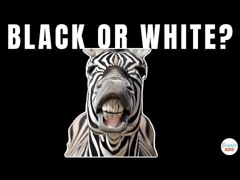 Are Zebras Black with White Stripes or White with Black Stripes?