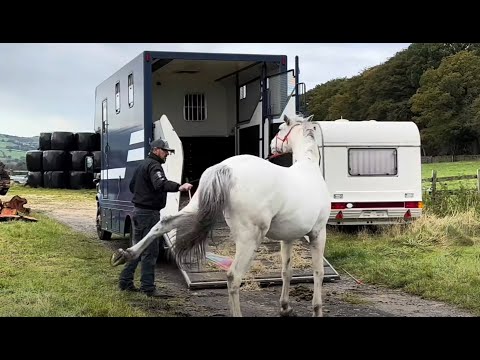 Horse flips over while loading with a pressure halter!!