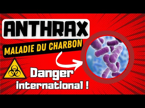 ANTHRAX - Maladie du Charbon : DANGER Bactériologique inquiétant !