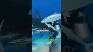 Big shark #shortsviraltips #funny #techzpandit #funnypictures #duet #hinditechtips #funnyvideos