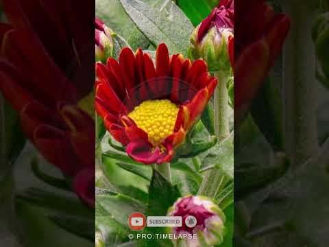 CHRYSANTHEMUM FLOWER, Time Lapse #shorts