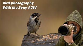 Bird Photography with the Sony A7IV & Sony 200-600 ❤️👌🏻😮📷