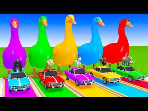 5 Giant Duck Cartoon, Lion, Elephant, Zebra, Gorilla, Dinosaur, Transfiguration funny animal 2024