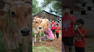 गाँव की Desi Life And Cow 🐄 Milk 🥛 Motivational Story #shorts #villagelife #cow #viral