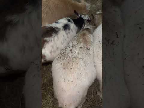 Goat pregnancy update!