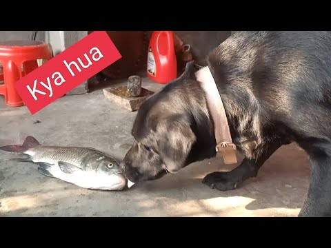 Black labrador laika is barking at the fish