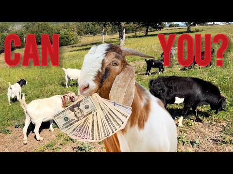 How To Make MONEY With Goats (Or Not)