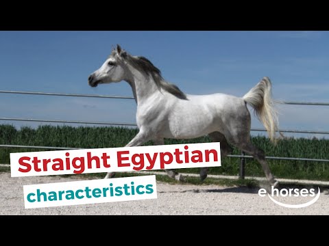 Straight Egyptian Horse | characteristics, origin & disciplines