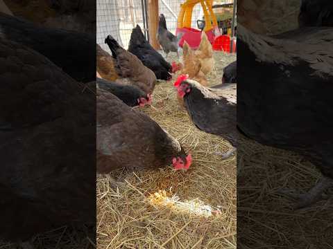 Chickens Try Grub Treats for the First Time – Hilarious Reactions!