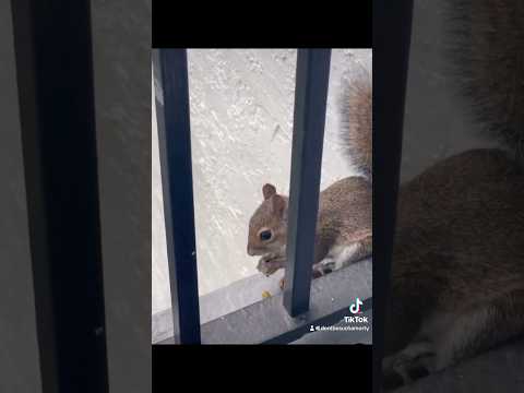 Oh. Hello, Squirrel. 🐿️ #squirrels #outdoors