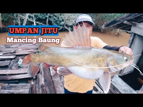 GA SANGKA SUNGAI INI ADA BABON BAUNG MANCING IKAN BAUNG MONSTER MANCING IKAN BAUNG SUNGAI #020