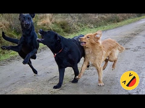 Try Not To Laugh Cats And Dogs Videos 😁 - BEST Funny Animal Videos 2024 🥰 #10