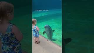 Toddler has adorable interaction with dolphin at aquarium