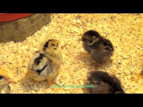 Speckled Baby Chicks 1-2 Weeks Old