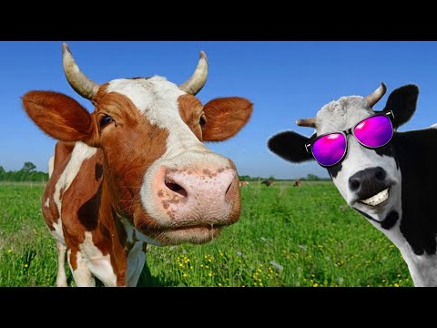 FUNNY COW DANCE 17│Cow Song & Cow Videos 2024 | Cow | funny dancing cow | gay | gaay | गाय डांसिंग