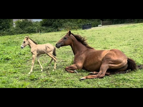 Indie -Ann is 4 days old today already  !