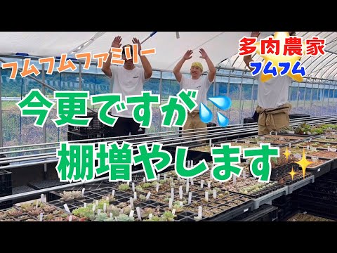 【多肉植物】【フムフムファミリー】最後のレーン追加しま〜す✨💪