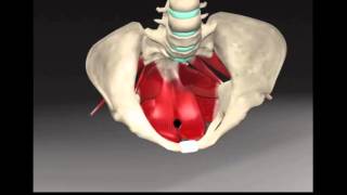 Core Muscle Analysis