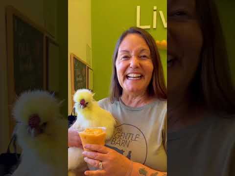 Taking Our Rooster To Get A Smoothie