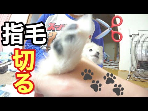 子犬の指毛を切るぞ！ぽこあぽこ