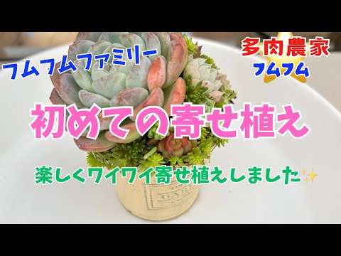 【多肉植物】【フムフムファミリー】トシくんが初めて寄せ植え作ってみました✨