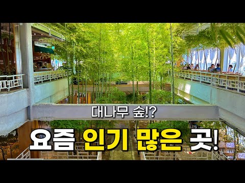 'Bamboo Forest in Cafe' Amazing Travel Destination in Korea