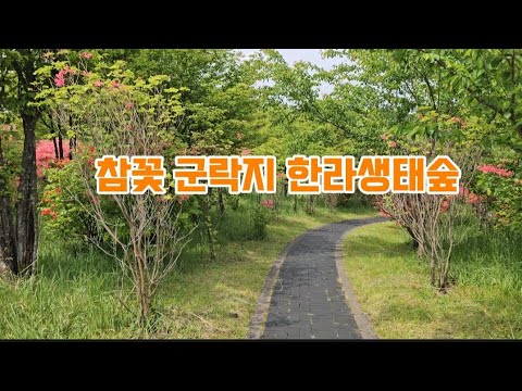 참꽃군락지 한라생태숲