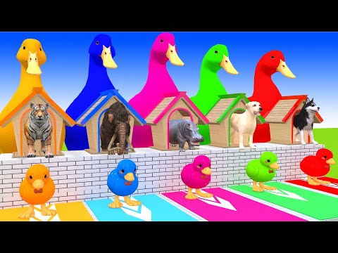 5 Giant Duck Cartoon, Cow, Giraffe, Elephant, Lion, Paint Wild Animals Crossing Fountain Animation 5