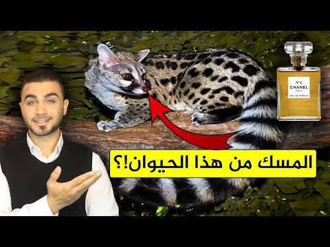 شاهد استخراج المسك من حيوان الزبّاد😱المسك الأغلى في العالم 🤔