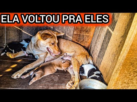 A MEL VOLTOU PROS SEUS FILHOTES !( A ELISA TA COM MEDO )