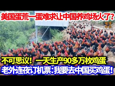 美国蛋荒一蛋难求让中国养鸡农场火了？不可思议！一天生产90多万枚鸡蛋，老外连夜订机票：我要去中国买鸡蛋！#养殖 #鸡蛋 #泱泱中华